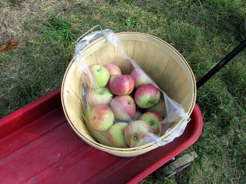 apple picking 7