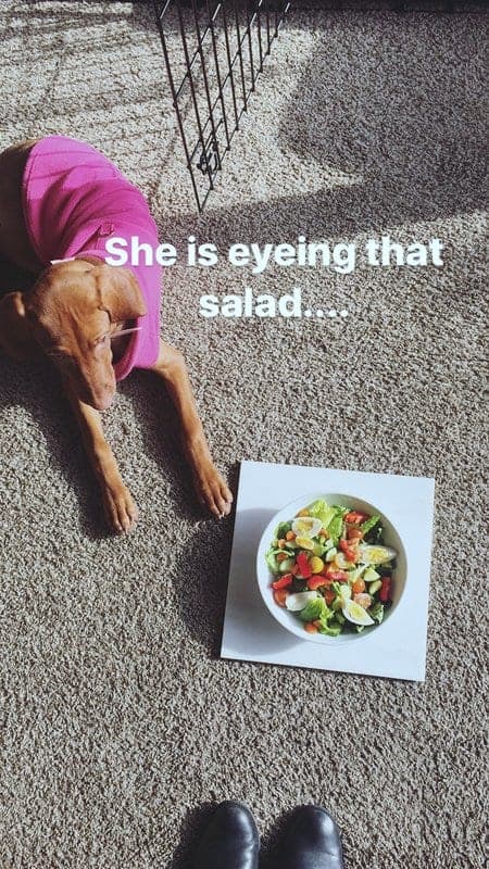 Lunch salad