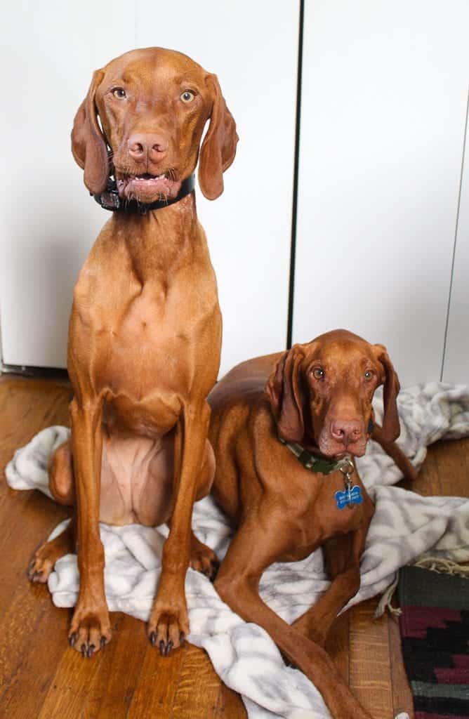 Bernie and Rooney- vizsla, dog #vizsla #dog